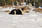 51 Nika si gode il fresco della neve